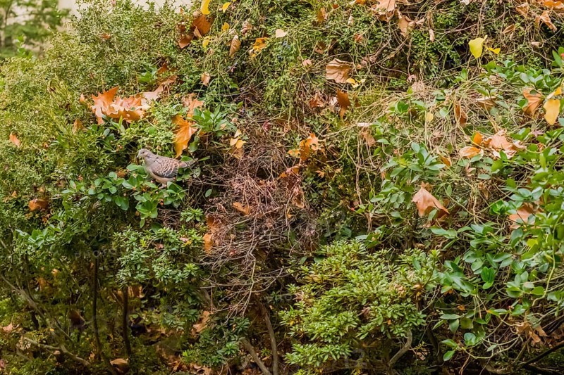 Oriental turtledove perched on cotoneaster berry bush