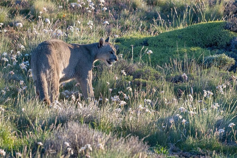 Cougar (Cougar concolor), silver lion, mountain lion, cougar, panther, small cat, Torres del Paine National Park, Patagonia, end of the world, Chile, South America
