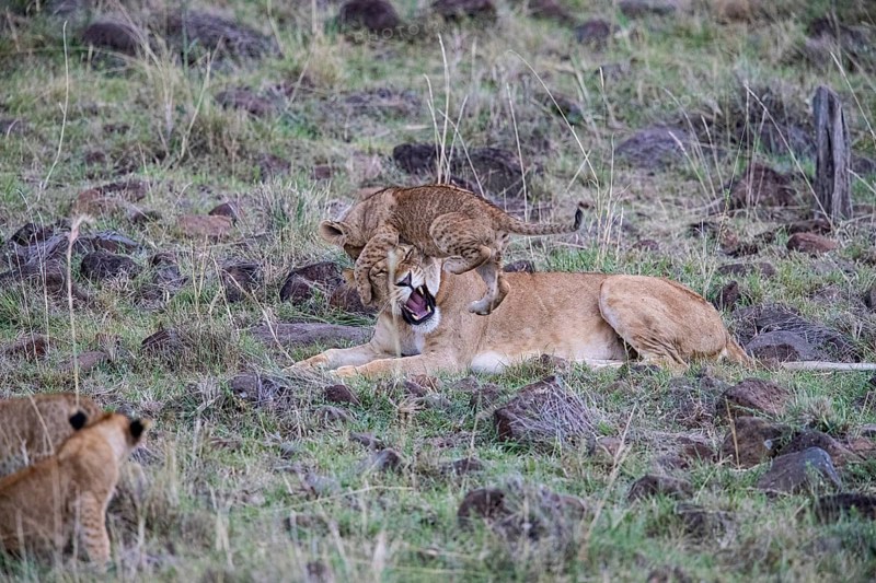 Lion (Panthera leo) Masai Mara Kenya