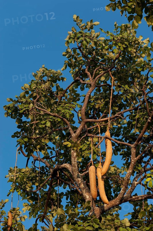 Kigelia (Kigelia africana) with fruits, fruit, trumpet tree, plant, tree, tropical, flora, Namibia, Africa