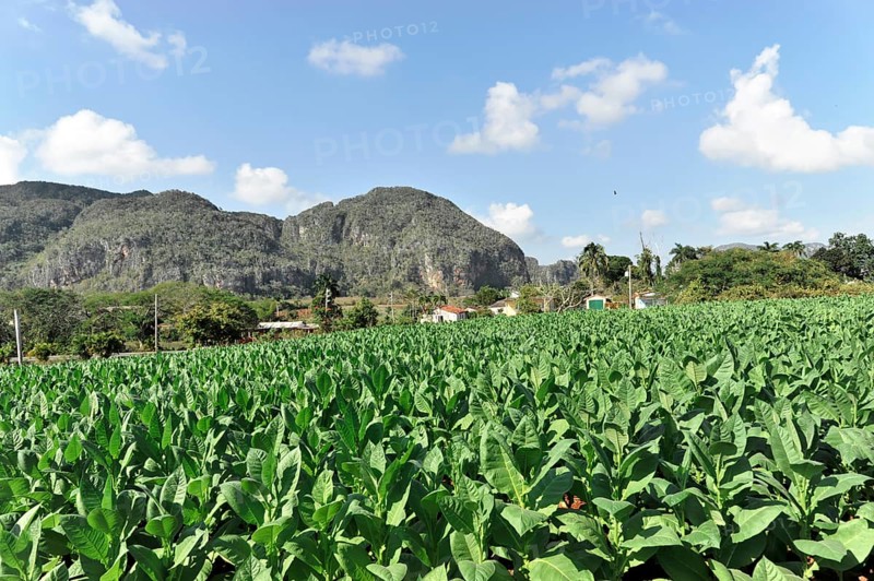 Tobacco plantation, tobacco leaves, tobacco plant (Nicotiana), tobacco cultivation in Valle de Vinales National Park, Vinales, Pinar del Rio Province, Cuba, Greater Antilles, Caribbean, Central America