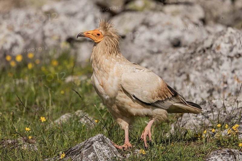 Egyptian Vulture (Neophron percnopterus), Castile-Leon Province, Picos de Europa, Spain, Europe