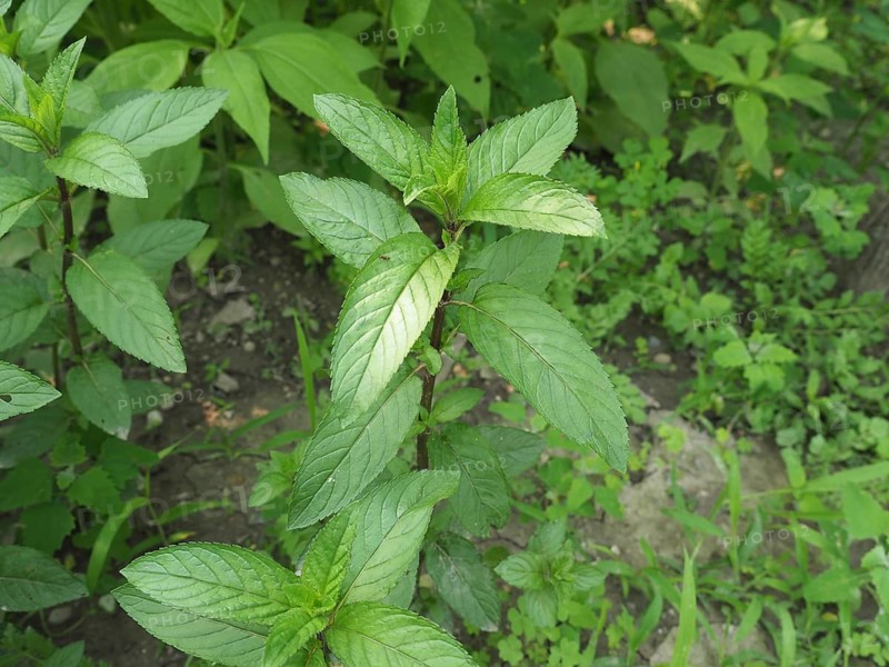 Peppermint plant (Mentha piperita)