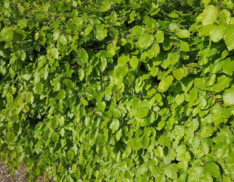 Hazel tree leaves