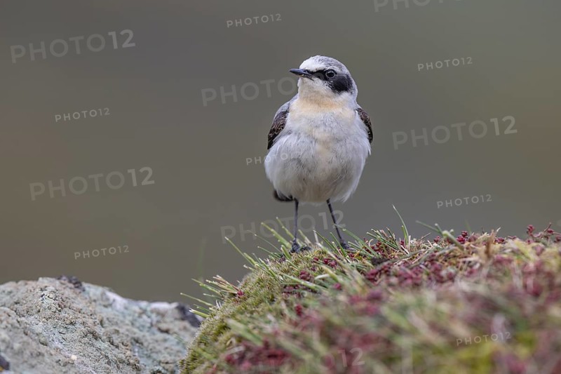 Northern wheatear (Oenanthe oenanthe), Castile-Leon province, Picos de Europa, Spain, Europe