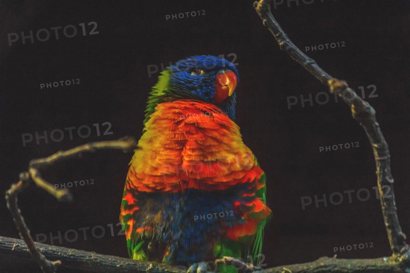 Colourful parrot sitting on a branch, bright plumage in the dark, Allwetterzoo Muenster, Muenster, North Rhine-Westphalia, Germany, Europe
