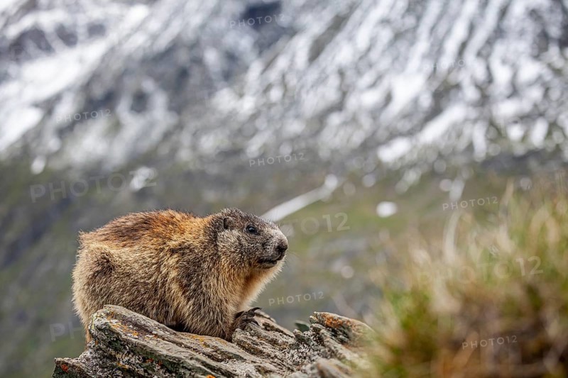 Marmot (Marmota marmota) sitting on rocks in front of mountains, Grossglockner High Alpine Road, Hohe Tauern National Park, Austria, Europe