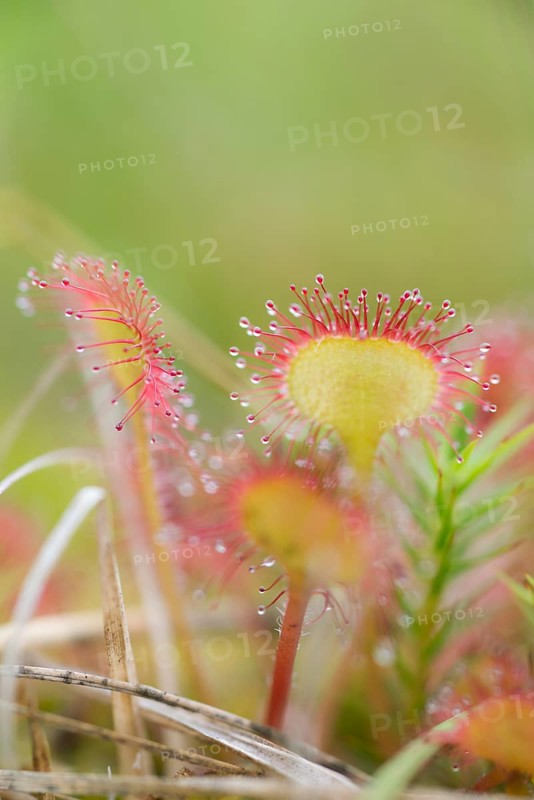 Common sundew (Drosera rotundifolia), close-up of the carnivorous plant protected by the Federal Species Protection Ordinance with secretion drops on the tentacles, Pietzmoor nature reserve, Lueneburg Heath, Schneverdingen, Lower Saxony, Germany, Europe