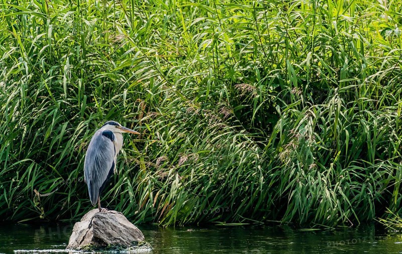 Little blue heron standing on a large stone in a river in front of tall grasses and reeds