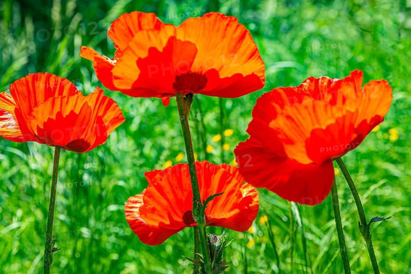 Red flowers of the Turkish poppy (Palaver orientale), Botanical Garden, Munich, Upper Bavaria, Bavaria, Germany, Europe