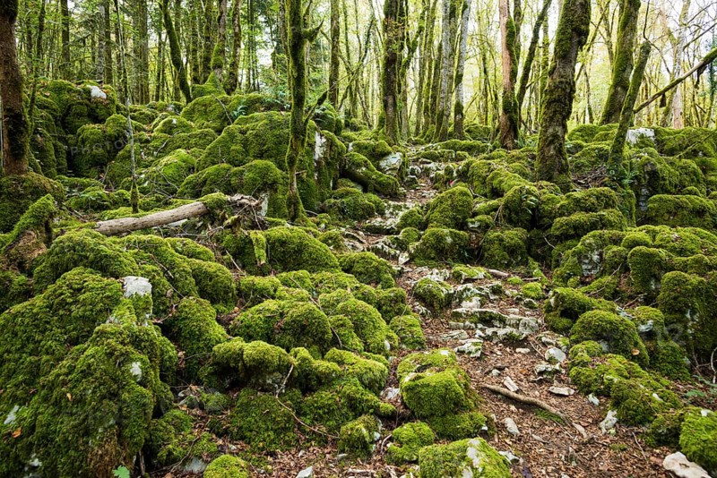 Hiking trail through forest with moss, valley of the Loue, Lizine, near Besancon, Departement Doubs, Bourgogne-Franche-Comte, Jura, France, Europe