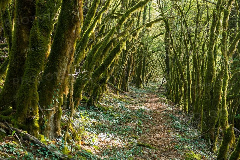 Hiking trail through forest with moss, valley of the Loue, Lizine, near Besancon, Departement Doubs, Bourgogne-Franche-Comte, Jura, France, Europe