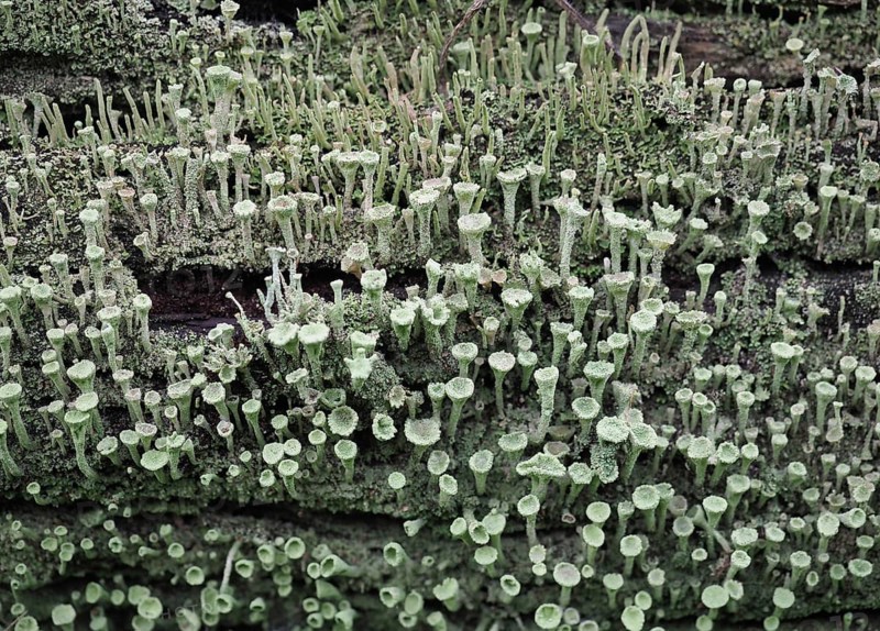 Pixie cup lichen Cladonia asahinae