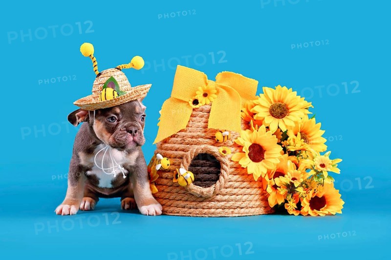Blue tan French Bulldog dog puppy wearing bee antler summer straw hat next to beehive and flowers on blue background