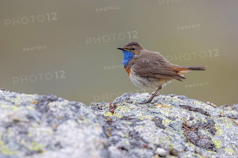 Bluethroat (Luscinia svecica), male, on stone, Castilla y Leon province, Picos de Europa, Spain, Europe