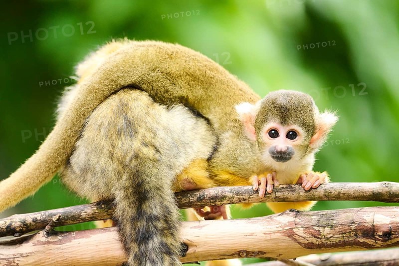 Black-capped squirrel monkey (Saimiri boliviensis) mother with he youngster, Germany, Europe