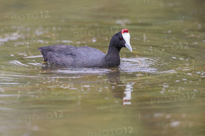 Red-knobbed coot (Fulica cristata), wetland near Alicante, Andalusia, Spain, Europe