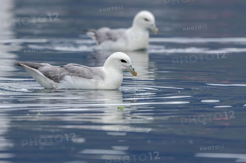 Northern fulmar (Fulmarus glacialis), swimming in the harbour basin, Iceland, Europe