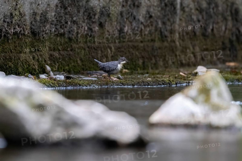 A dipper hunting, Hoennetal, Sauerland, North Rhine-Westphalia, Germany, Europe