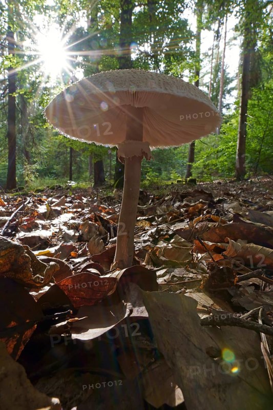 Parasol mushroom (Macrolepiota procera) (Common giant umbrella mushroom) Hesse, Germany, Europe