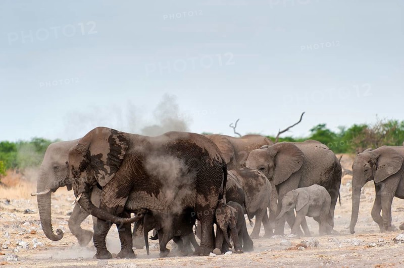 African elephant (Loxodonta africana) in Etosha National Park, herd, elephant herd, family, animal, wild, free living, wilderness, bathing, bathing, skin protection, sun protection, protection, protective layer, skin, dust, sand, instinct, climate, safari, Namibia, Africa