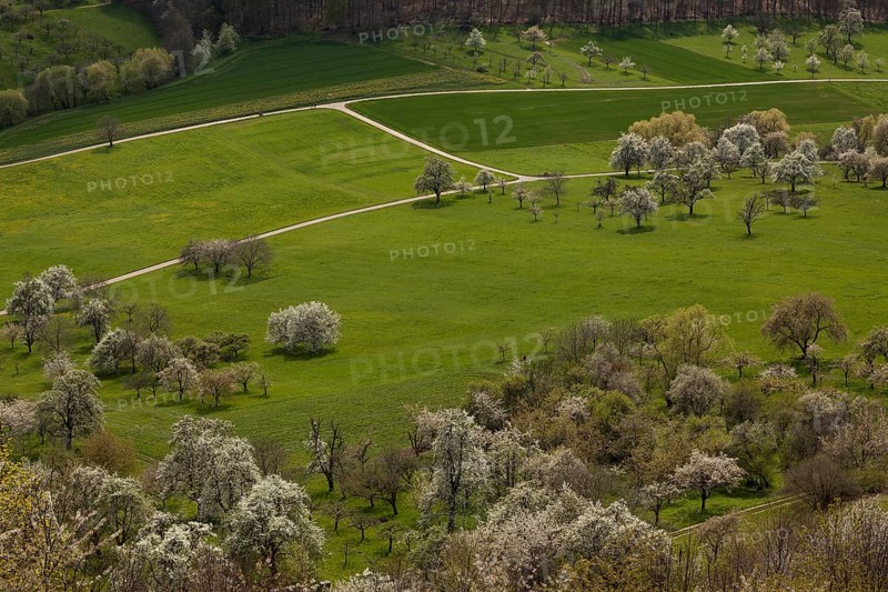 Orchard meadows near Weilheim an der Teck, Swabian Alb. Cherry blossom, apple blossom and pear blossom in full splendour