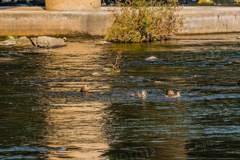 Four spot-billed ducks together in river near bridge on a bright sunny morning