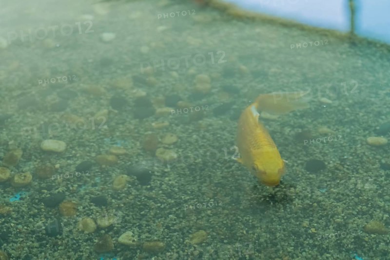 Closeup of golden carp swimming in water of large fish tank with sun shinning through window in background