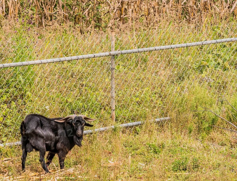 Closeup of large black goat with long horns in front of chain link fence