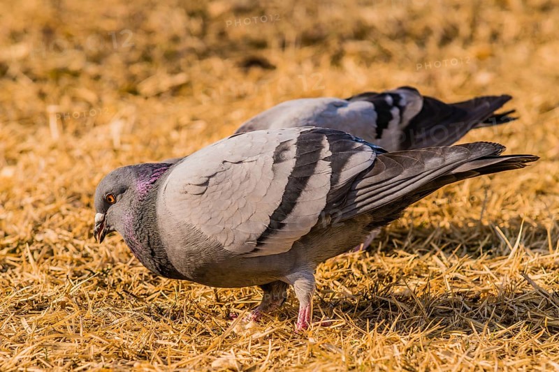 Close up of pigeon on the ground looking for food in dry brown grass