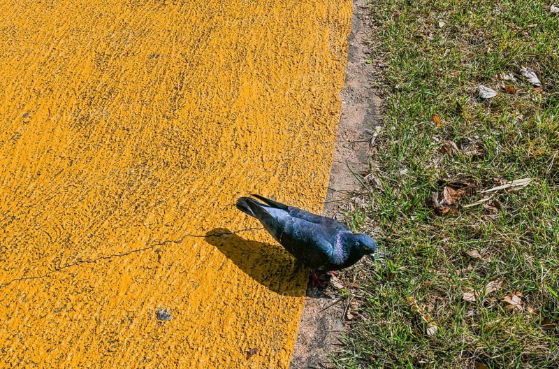 Closeup on pigeon walking on yellow walkway next to green grass in public park