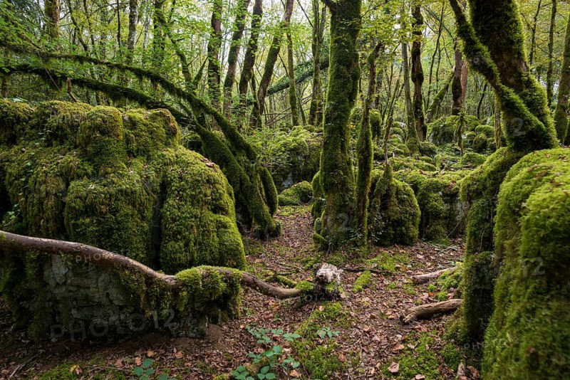 Hiking trail through forest with moss, valley of the Loue, Lizine, near Besancon, Departement Doubs, Bourgogne-Franche-Comte, Jura, France, Europe