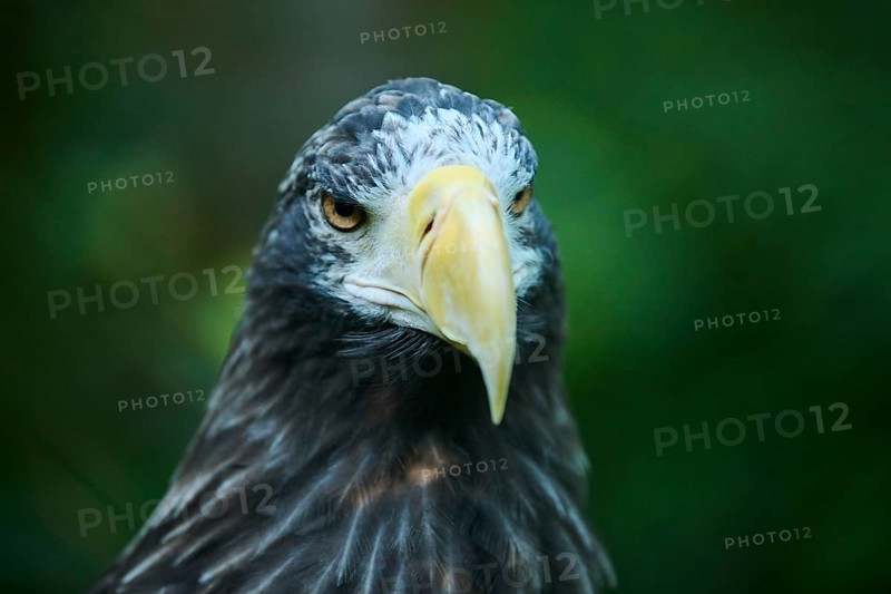 Steller's sea eagle (Haliaeetus pelagicus) portrait, captive, Germany, Europe