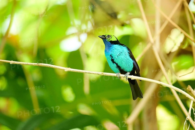 Paradise tanager (Tangara chilensis) sitting on a branch, Bavaria, Germany, Europe