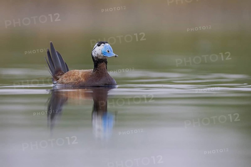 White-headed Duck (Oxyura leucocephala), El Taray wetland, Castilla-La Mancha, Spain, Europe