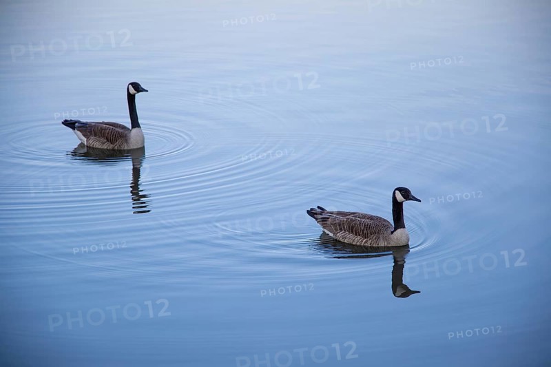 A pair of Canada geese on a smooth water surface, Lake Kemnader, Ruhr area, North Rhine-Westphalia, Germany, Europe