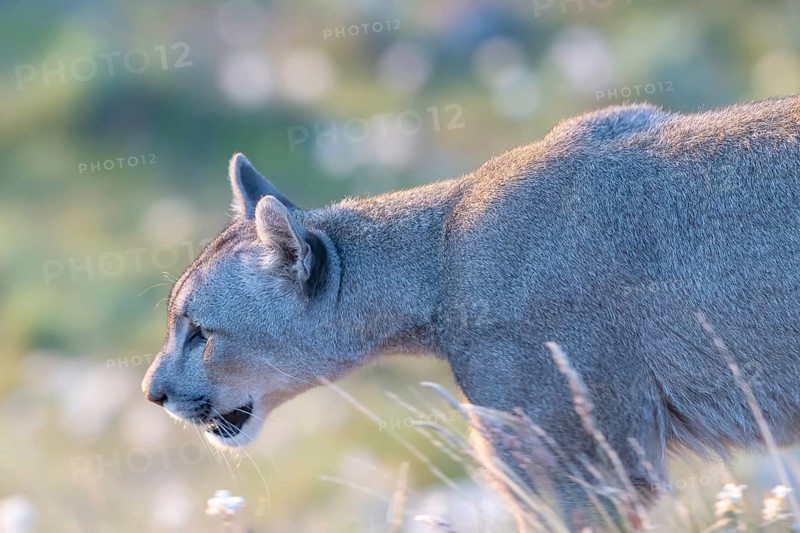 Cougar (Cougar concolor), silver lion, mountain lion, cougar, panther, small cat, morning light, animal portrait, Torres del Paine National Park, Patagonia, end of the world, Chile, South America