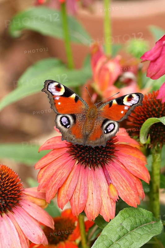 European peacock (Aglais io), on red coneflower (Echinacea paradoxa), Wilden, North Rhine-Westphalia, Germany, Europe
