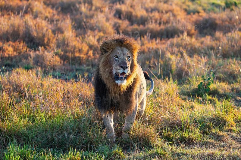 Lion (Panthera leo) Masai Mara Kenya