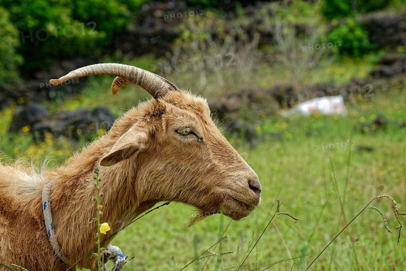 A brown goat with a twisted horn lies relaxed in the green grass, circular path, Santa Luzia, Pico, Azores, Portugal, Europe