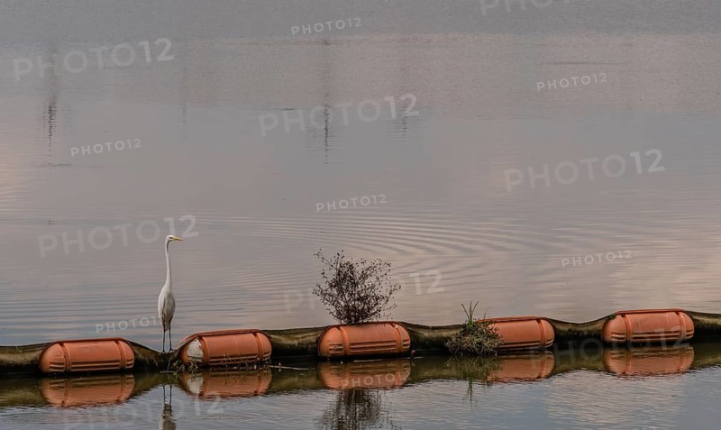 Closeup of white egret standing on orange float in river