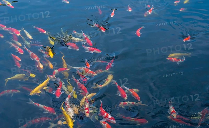 School of Koi swimming together at surface of pond