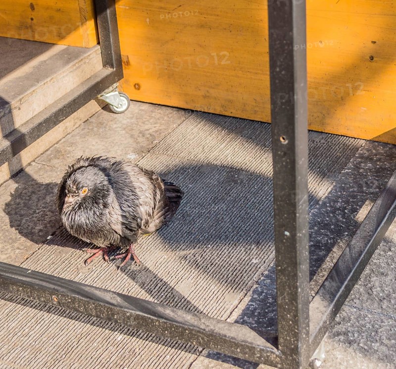 Single pigeon standing under a table with the bottom crossbar visible and the sun casting a shadow of the table leg across the pigeon