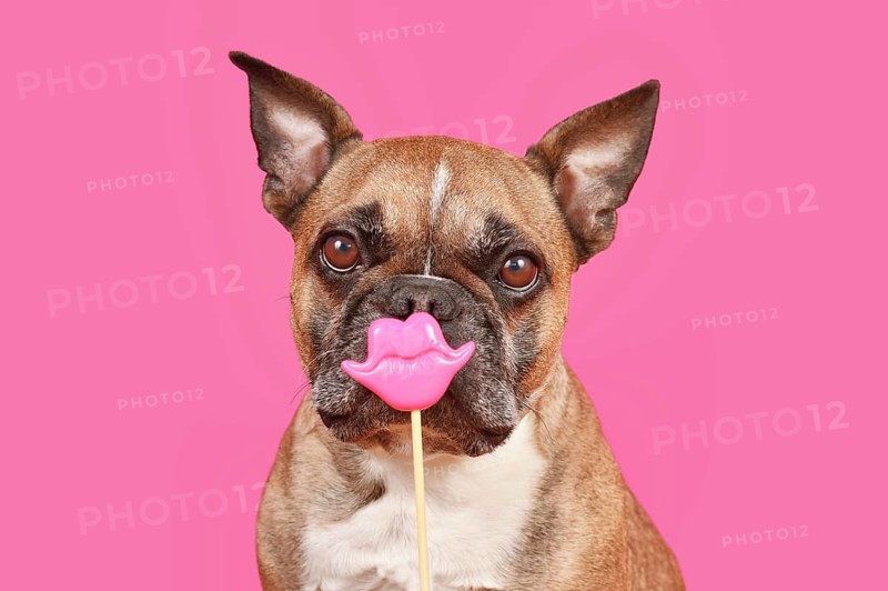 French Bulldog dog with Valentine's Day kiss lips photo prop in front of pink background