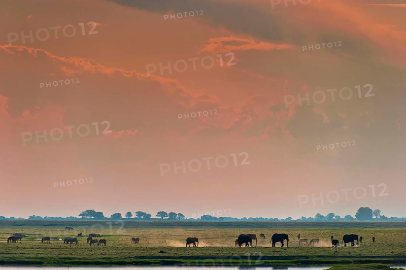 Elephant herd (Loxodonta africana), sunset, backlight, romantic, landscape, evening mood, red sky, safari, travel, tourism, Chobe National Park, Botswana, Africa