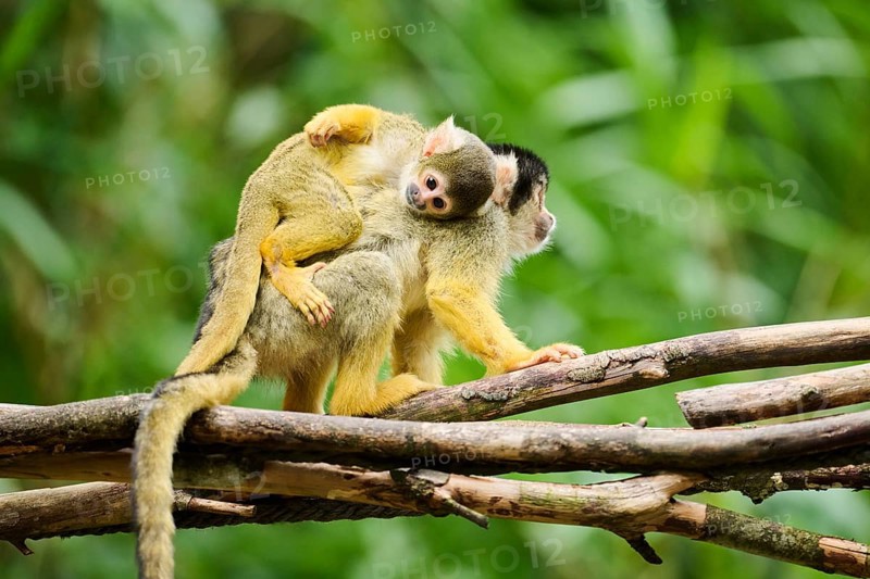 Black-capped squirrel monkey (Saimiri boliviensis) mother with he youngster, Germany, Europe