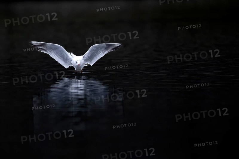 A black-headed gull landing, Lake Kemnader, Ruhr area, North Rhine-Westphalia, Germany, Europe