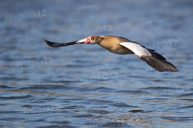 A Egyptian goose flying over a lake, Lake Kemnader, Ruhr area, North Rhine-Westphalia, Germany, Europe