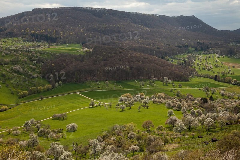 Orchard meadows near Weilheim an der Teck, Swabian Alb. View of the Breitenstein. Cherry blossom, apple blossom and pear blossom in full splendour. Spring awakening at the Limburg