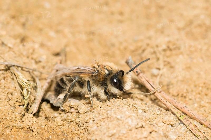 Spring plasterer bee (Colletes cunicularius), female sitting on sandy soil, close-up of wild bee, Lueneburg Heath, Lower Saxony, Germany, Europe
